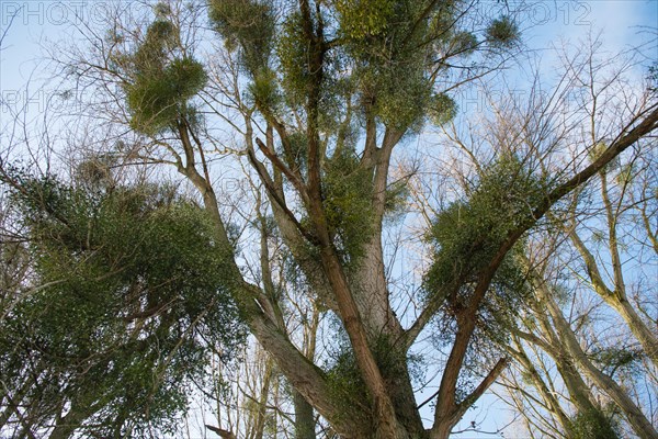 European mistletoe