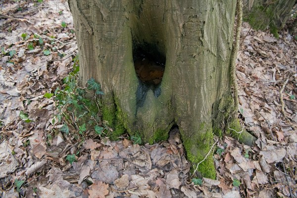 Water pot in old tree