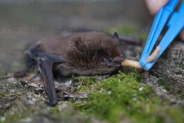 Common pipistrelle