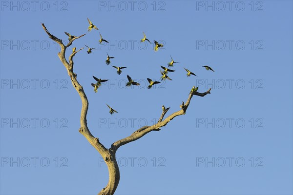 Monk parakeets