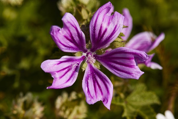 Spring in Crete