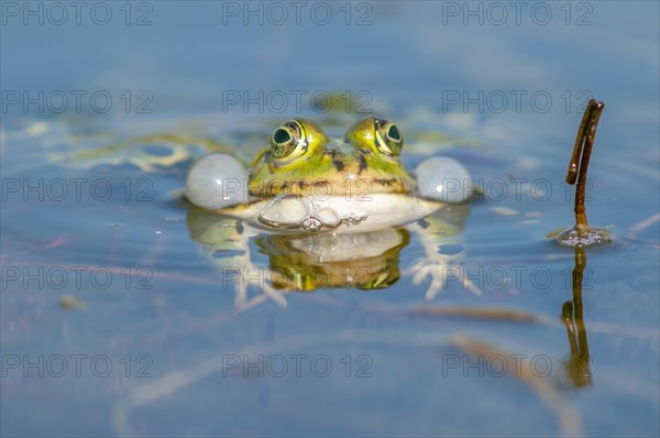 Marsh frog