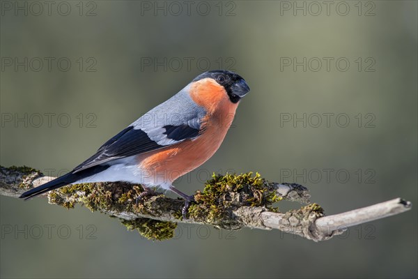 Bullfinch or eurasian bullfinch