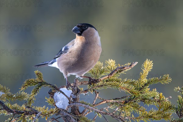 Bullfinch or eurasian bullfinch