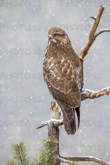 Common steppe buzzard