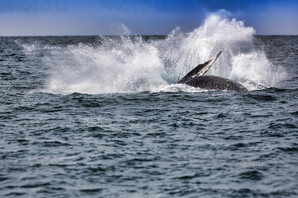 Humpback whale