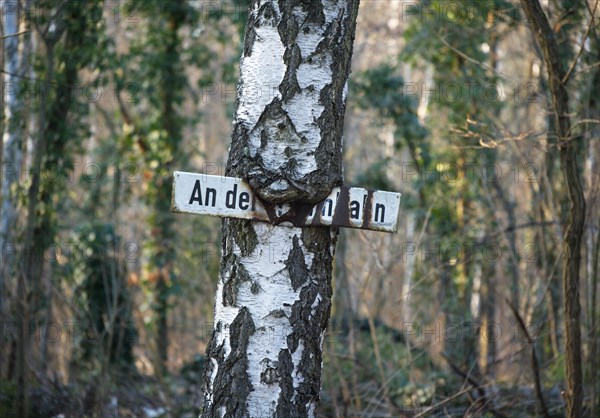 Street sign An der Stammbahn ingrown into a birch trunk in Kleinmachnow