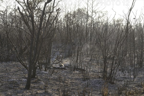 Charred vegetation after a bushfire
