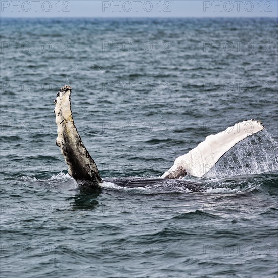 Two pectoral fins