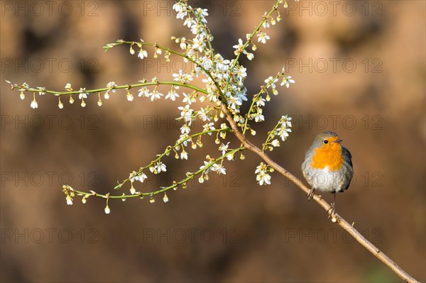 European robin