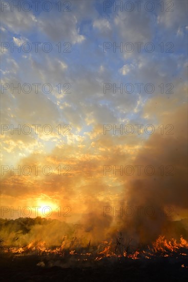 Burning vegetaition in a bushfire at sunset