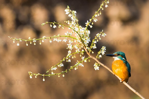 Common kingfisher