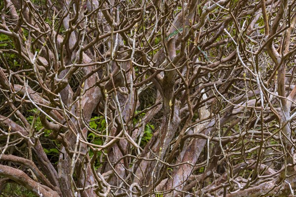 Bald rhododendron bush