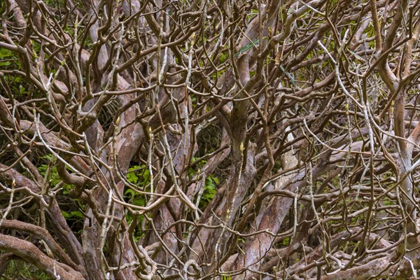 Bald rhododendron bush