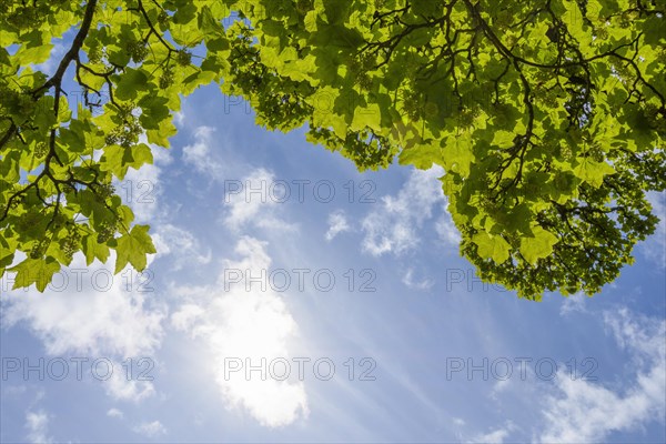 Fresh green maple tree leaves on branch in spring