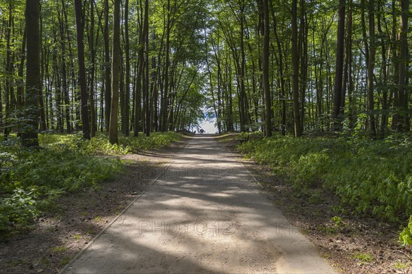 Road through forest to the lake