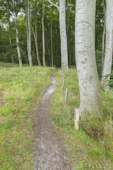 Forest path