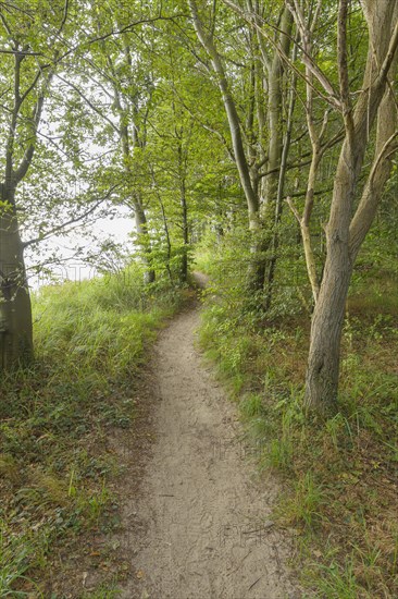 Forest path