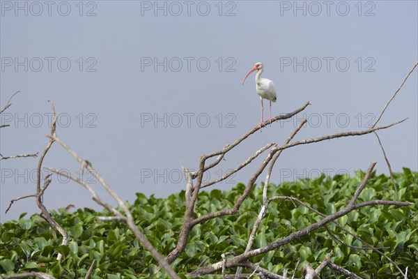 American white ibis