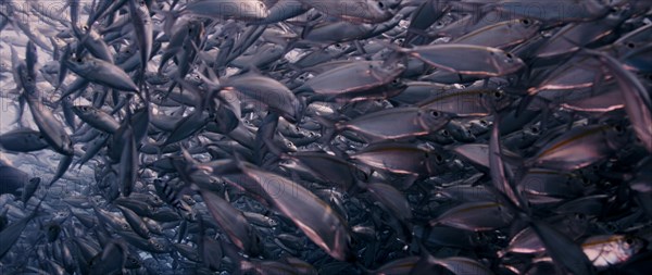 A large school of Yellowstripe Scad