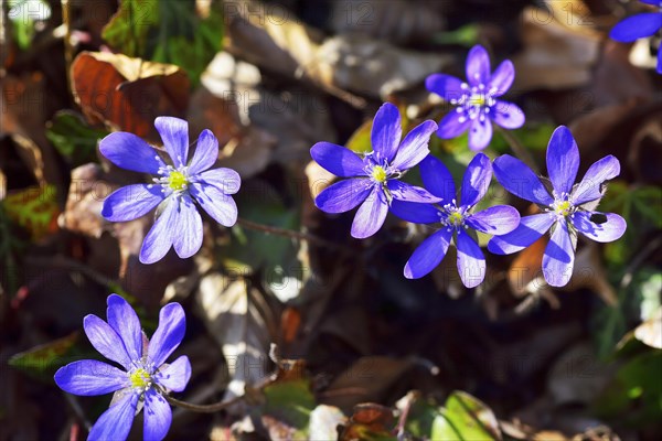 Common hepatica