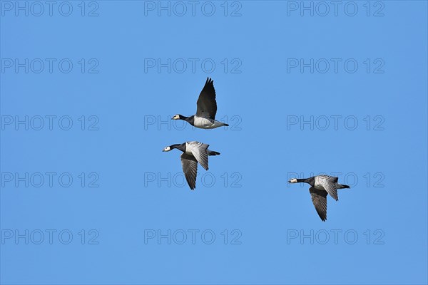 Barnacle geese