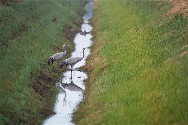 Common crane