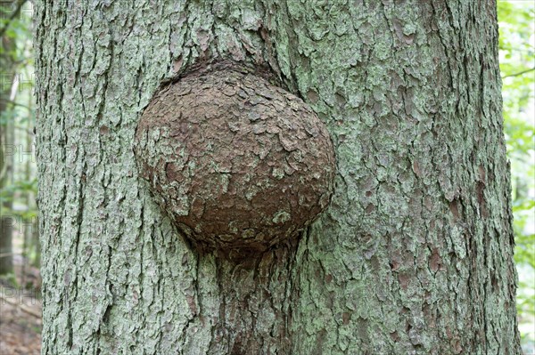 Tree canker