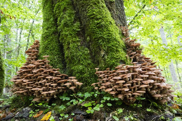 Common armillaria solidipes