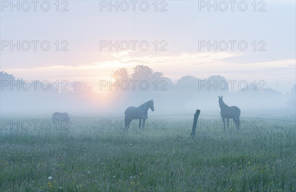 Horses in a meadow