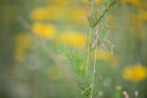 Scentless mayweed