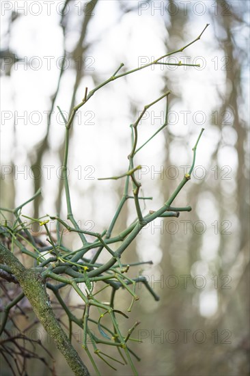 European mistletoe