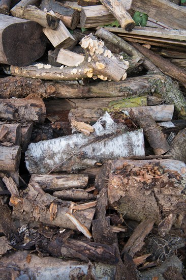 Deadwood piles as natural insect nesting aid