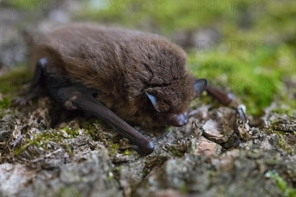 Common pipistrelle