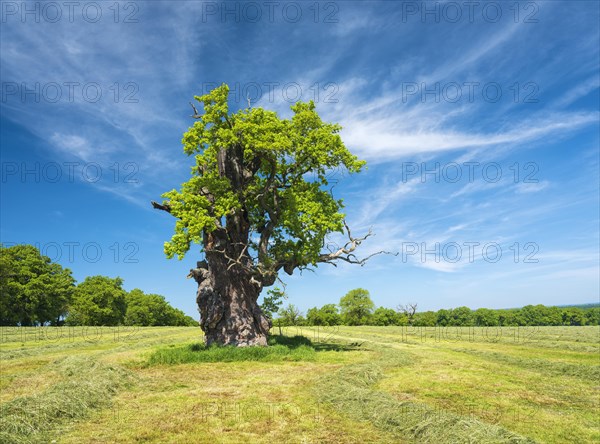 Meadow with old gnarled solitary english oak