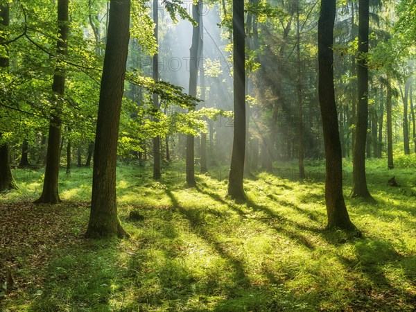 Light-flooded near-natural mixed forest on the Finne mountain range