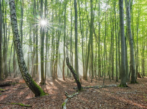 Light-flooded natural forest of beech and birch trees with deadwood