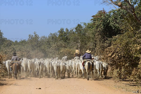 Vaqueiros herding a herd of cattle on the dusty Transpantaneira