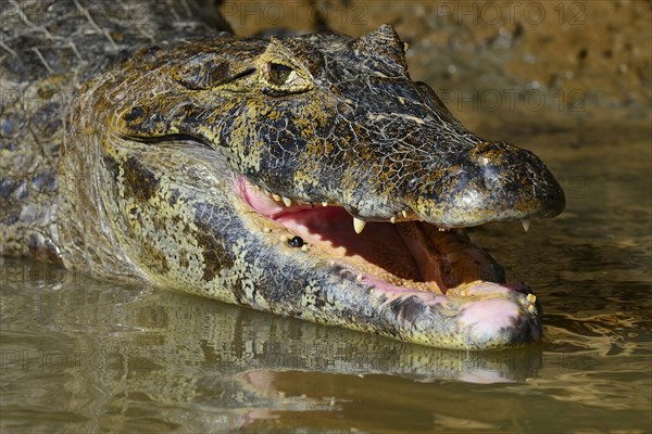 Resting yacare caiman