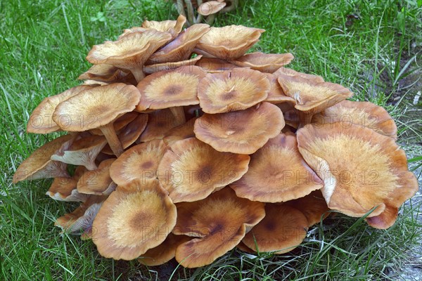 Ringless honey fungus