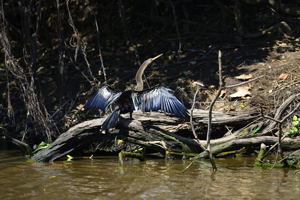 Anhinga