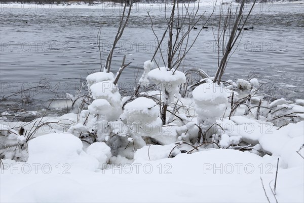 Chunks of ice on a bush