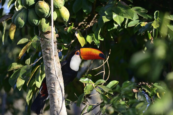 Toco toucan