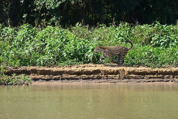 Leaping jaguar