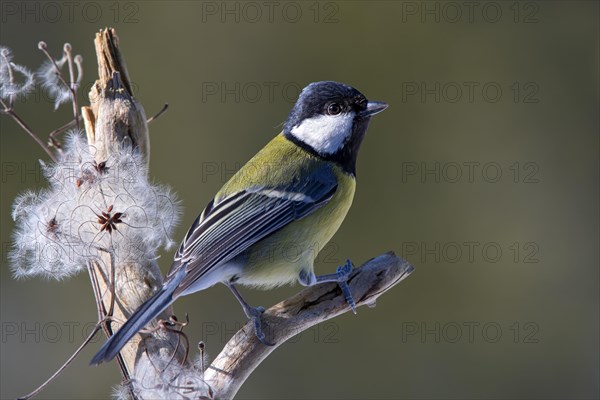 Great tit