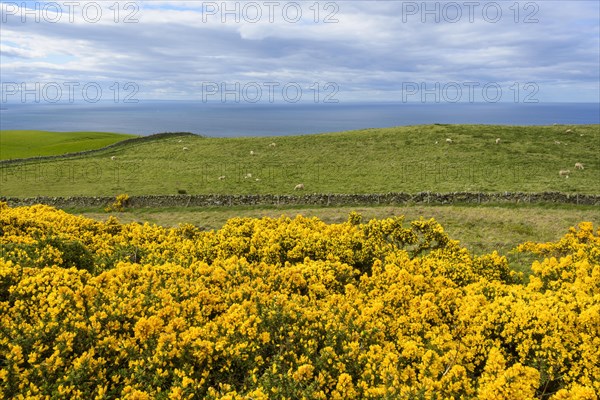 Countryside with Common gorse in spring