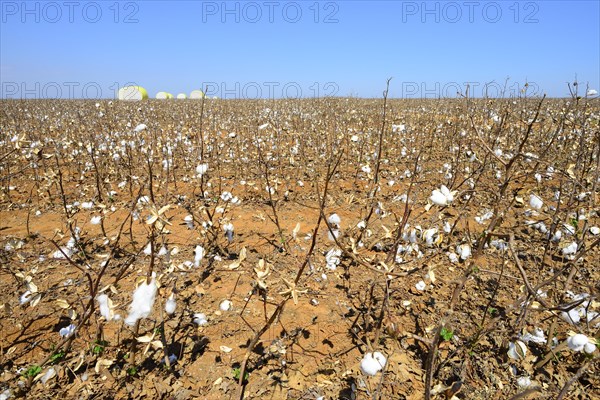 Harvested bales of cotton