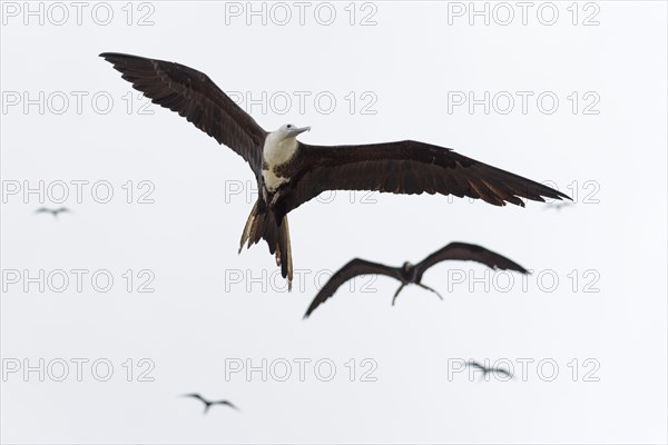 Magnificent frigatebirds