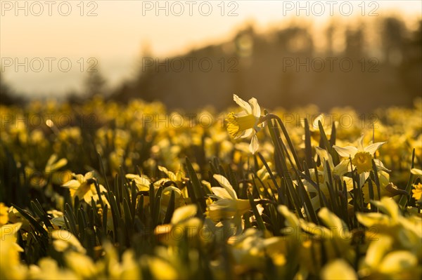 Wild daffodil