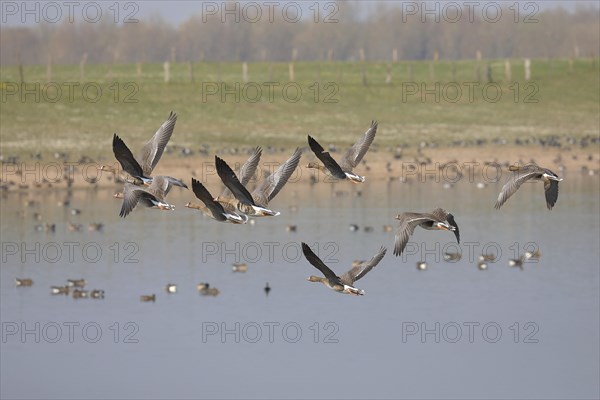 Greater white-fronted geese